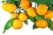 Tangerine fruit on a tree