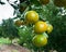 Tangerine fruit trees on a citrus farm