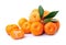 Tangerine fruits. Oranges fruits