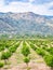 Tangerine garden in Alcantara region of Sicily