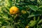 Tangerine garden, fruits on the tree, harvest. Orange ripe mandarin on the tree