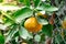Tangerine garden, fruits on the tree, harvest. Orange ripe mandarin on the tree