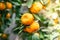 Tangerine garden, fruits on the tree, harvest. Orange ripe mandarin on the tree