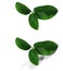 Tangerine green leaves isolated without a shadow and with an original shadow over a white and transparent background PNG. Var-1.