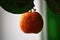 The tangerine hangs on a thin twig. Water droplets glisten on the surface of the mandarin fruit and leaves.