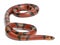 Tangerine Honduran milk snake, Lampropeltis