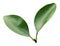 Tangerine leaves isolated on a white background