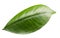 Tangerine leaves isolated on a white background