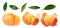 Tangerine,mandarin,clementine,leaves set