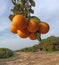 Tangerine orchard with fruits
