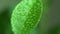 Tangerine sprout leaf with water drops at high magnification on a green background