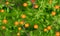 Tangerine tree foliage seamless background