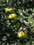 Tangerine tree, fruits starting to ripen, green tangerines