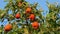 Tangerine tree with large ripe fruits against a blue sky