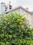 tangerine tree and medieval Faro Cathedral