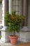 Tangerine tree in the pot, Cote d\'Azur, France