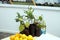 Tangerine tree in the pot . Lemon tree in terracotta container . Small Lemon Tree on a Table .