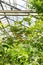 Tangerine tree with ripe citrus grow in glasshouse. Tropical plants in greenhouse, botanical garden