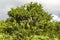 Tangerine tree with ripening fruits against a cloudy sky