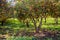 Tangerine trees and green field