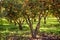 Tangerine trees and green field