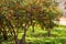 Tangerine trees and green field