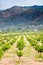 Tangerine trees orchard, Sicily