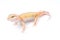 Tangerine Tremper Albino Rev Stripe Leopard Gecko