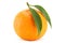 Tangerine tropical fruit on white