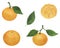 Tangerines Citrus Watercolor illustration Set of summer botanical decorations Christmas Food illustration Tropical fruits