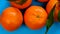 Tangerines fruits with leaves close-up on a blue background.Citrus fruits set