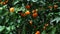 Tangerines among green leaves on tree branches