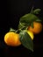 Tangerines with leaves in on a black stone surface. Close-up. Citrus