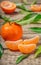 Tangerines oranges, clementines, citrus fruits with green leaves