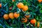 Tangerines and oranges, ready to be harvested.