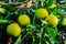 Tangerines and oranges, ready to be harvested.