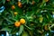 Tangerines ripen on the branches close-up