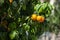 Tangerines ripen on the tree. ripe juicy fruit. sunny hot weather