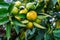 Tangerines ripen on a tree, but still green. Until full maturation remained 1 month