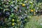 Tangerines ripen on a tree, but still green. Until full maturation remained 1 month