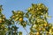 Tangerines in the tree maturing in the sun with the blue sky in the background