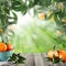 Tangerines on wooden table with sunlight. Green garden concept