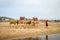 Tangier camels beach and waves and rocks