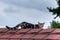 Tangier Island Cat on Roof