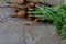 Tangle of baby carrots freshly pulled on wood table