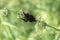 Tangle of caterpillars butterfly peacock devouring nettle leaves