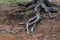 Tangle of coniferous roots on ground covered with yellow dry needles. Old tree receives nutrients from soil surface