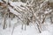 Tangle of limbs: Tree trunks and branches laden with snow