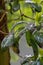 tangle of madrone branches with withering leaves