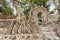 Tangle of massive roots, Ethiopia